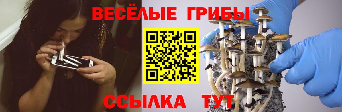 Галлюциногенные грибы GOLDEN TEACHER Сокол